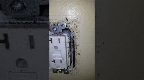 how to insulate electric breaker box form roaches|roaches in electrical outlets.